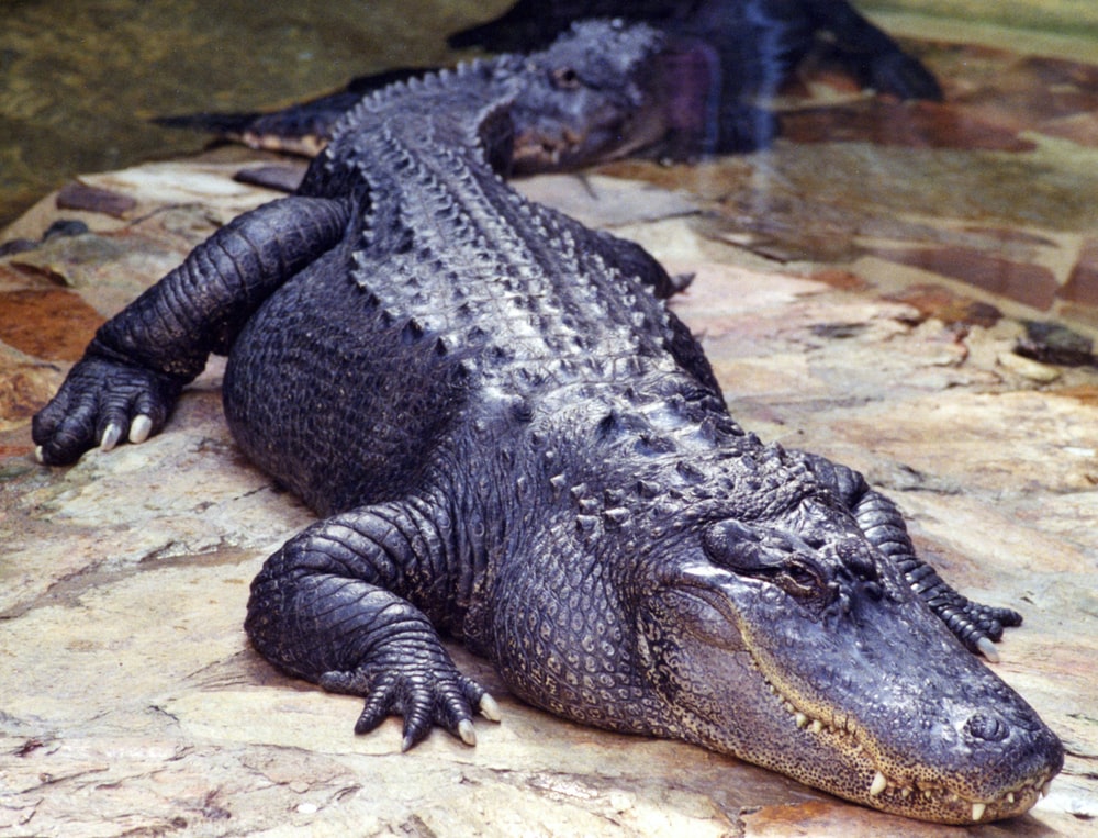Detail Crocodile Images Free Nomer 13