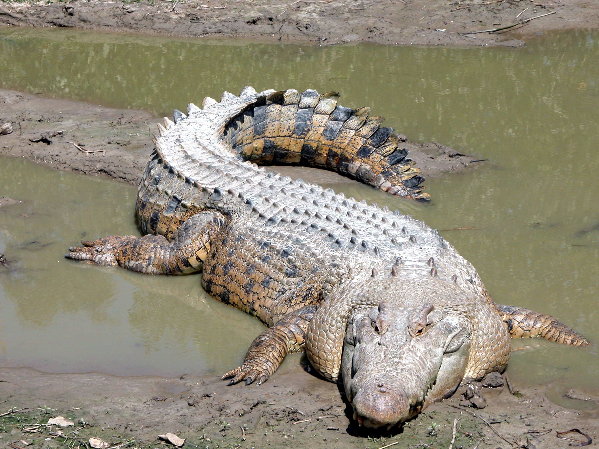 Detail Crocodile Images Free Nomer 16