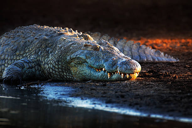 Detail Crocodile Images Free Nomer 30