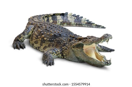 Detail Crocodile Images Free Nomer 47