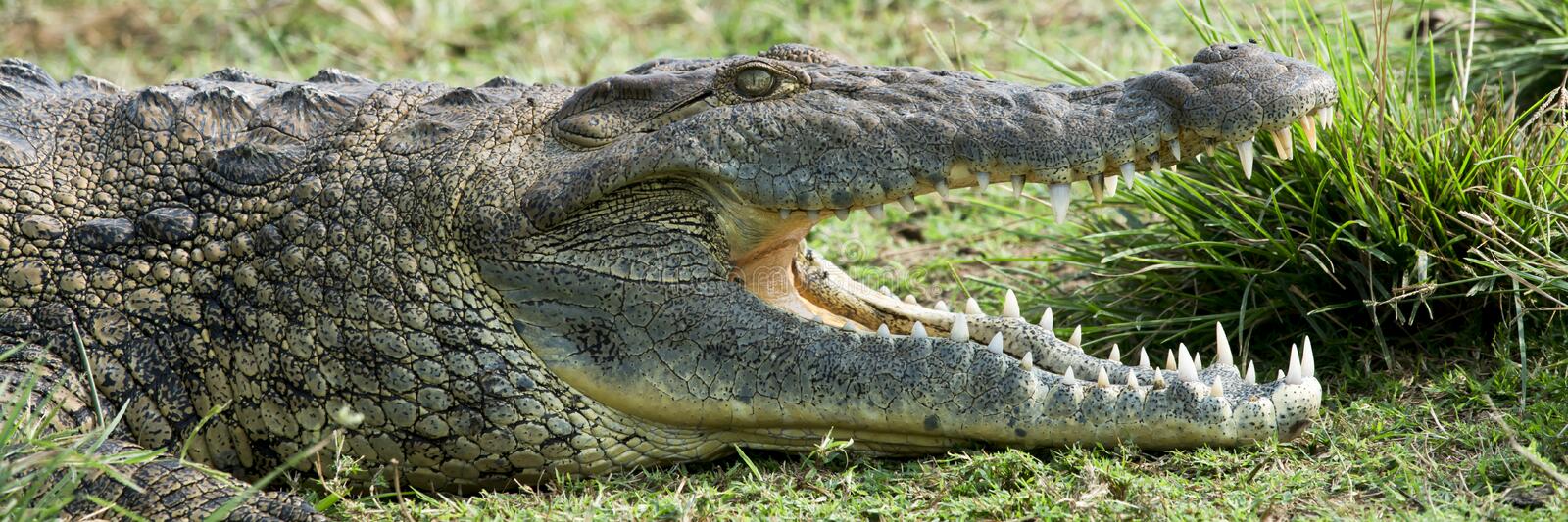 Detail Crocodile Images Free Nomer 9
