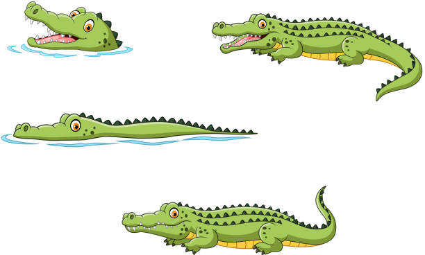 Detail Crocodile In Water Clipart Nomer 36