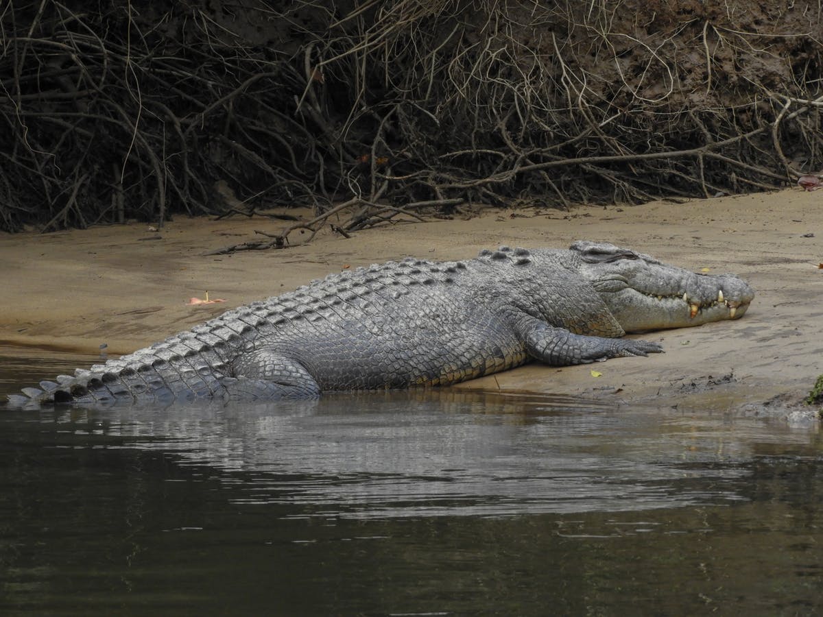 Detail Crocodile Pic Nomer 23