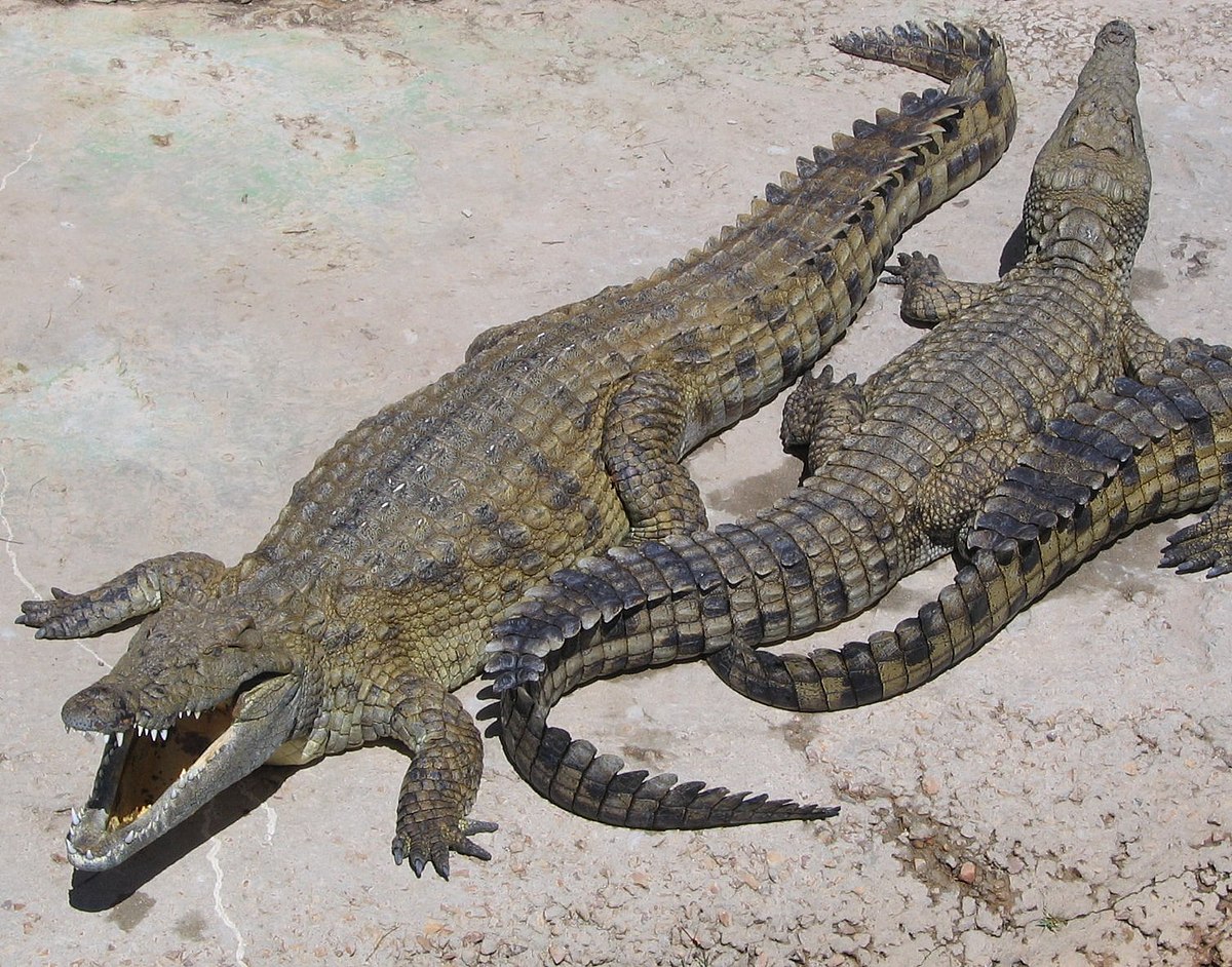 Detail Crocodile Pics Nomer 36