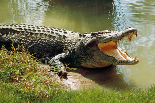 Detail Crocodile Pics Nomer 39