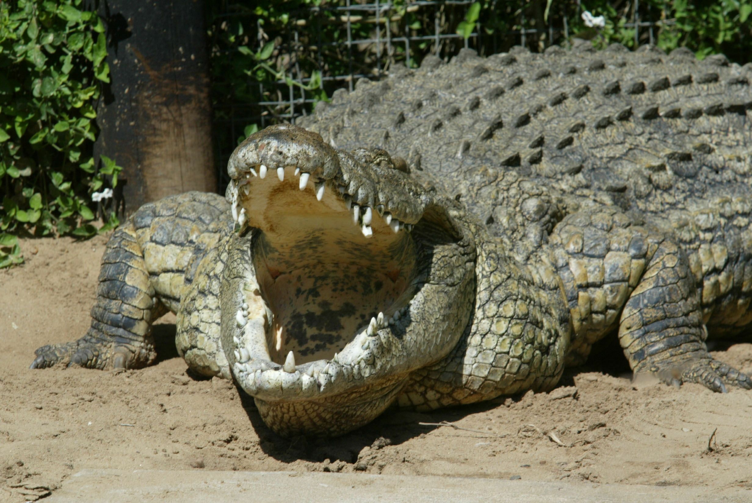 Detail Crocodile Pics Nomer 50