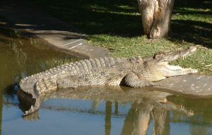 Detail Crocodile Pics Nomer 57
