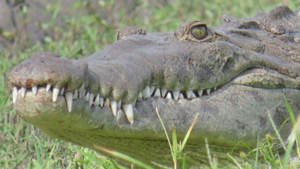Detail Crocodile Picturs Nomer 49
