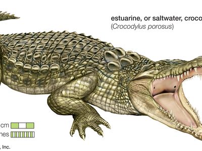 Detail Crocodile Picturs Nomer 9
