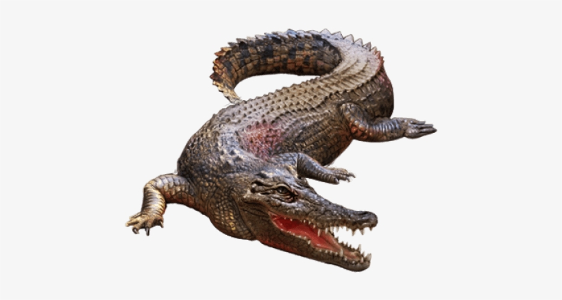 Detail Crocodile Png Nomer 20