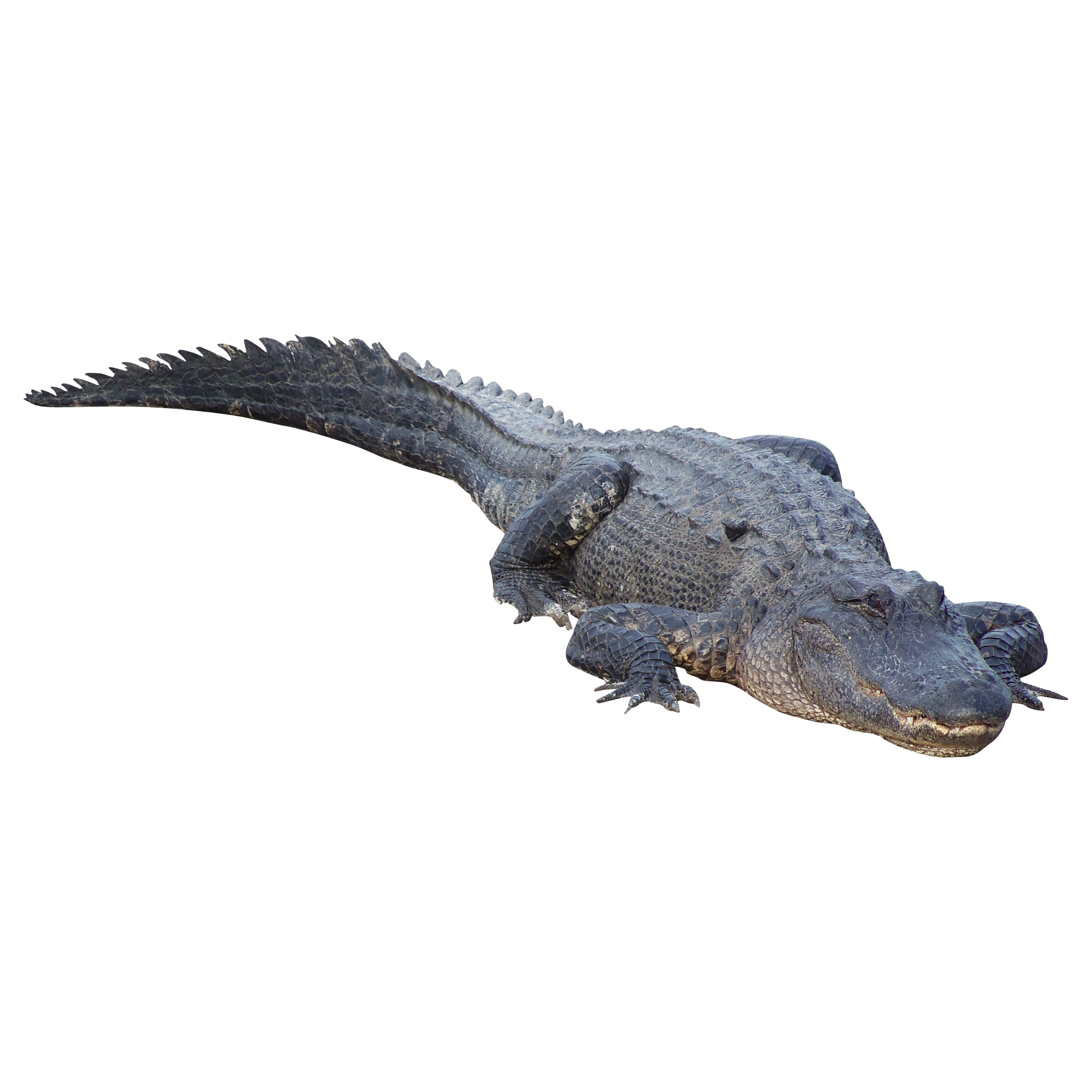 Detail Crocodile Png Nomer 22