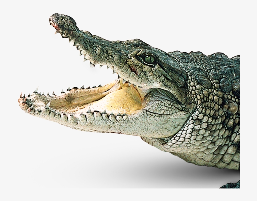 Detail Crocodile Png Nomer 5