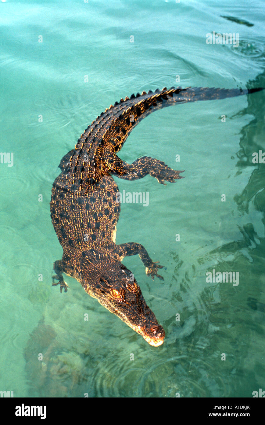 Detail Crocodile Png Nomer 41