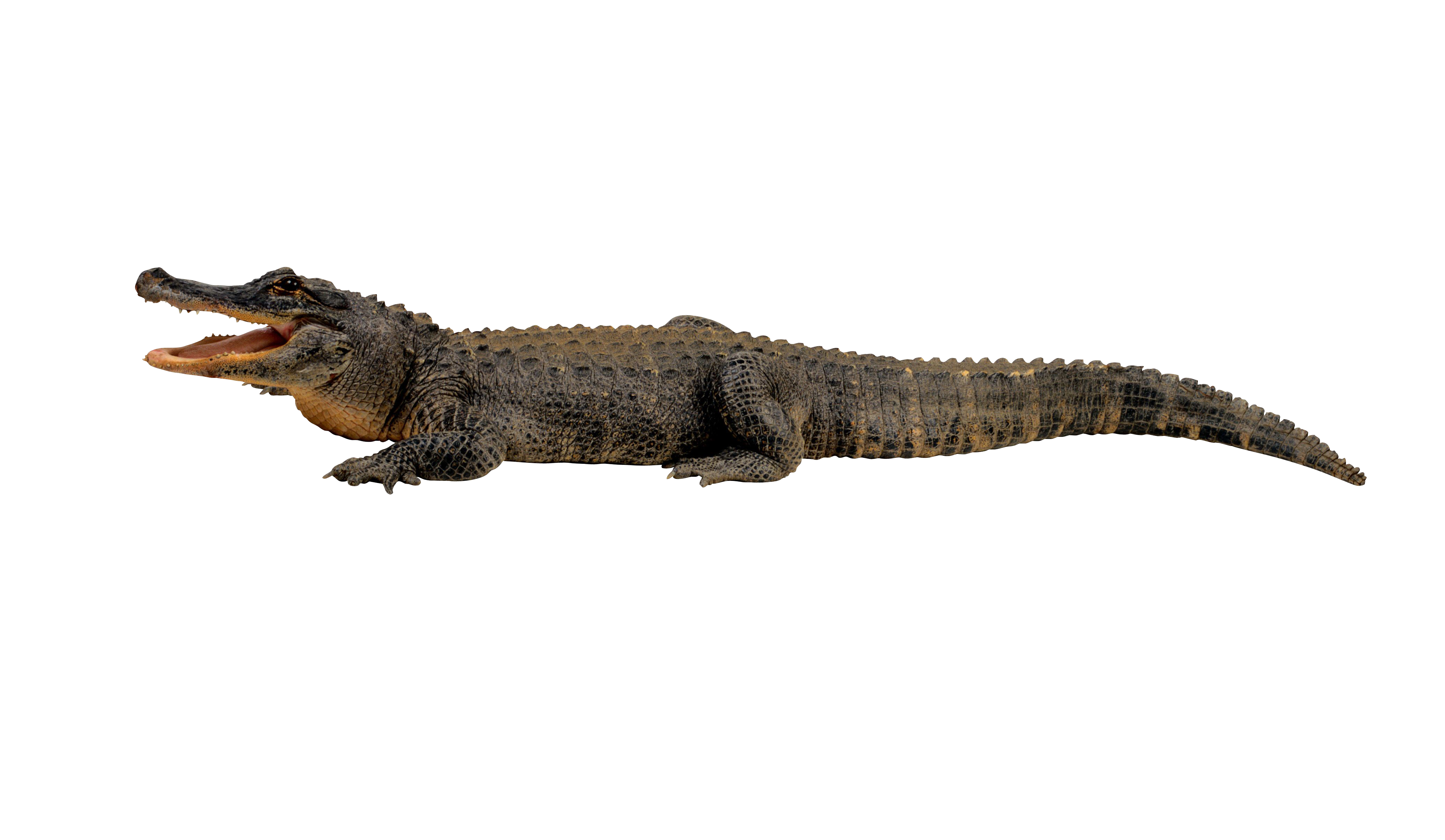 Detail Crocodile Png Nomer 6
