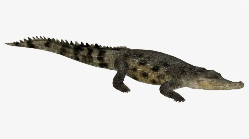 Detail Crocodile Png Nomer 51