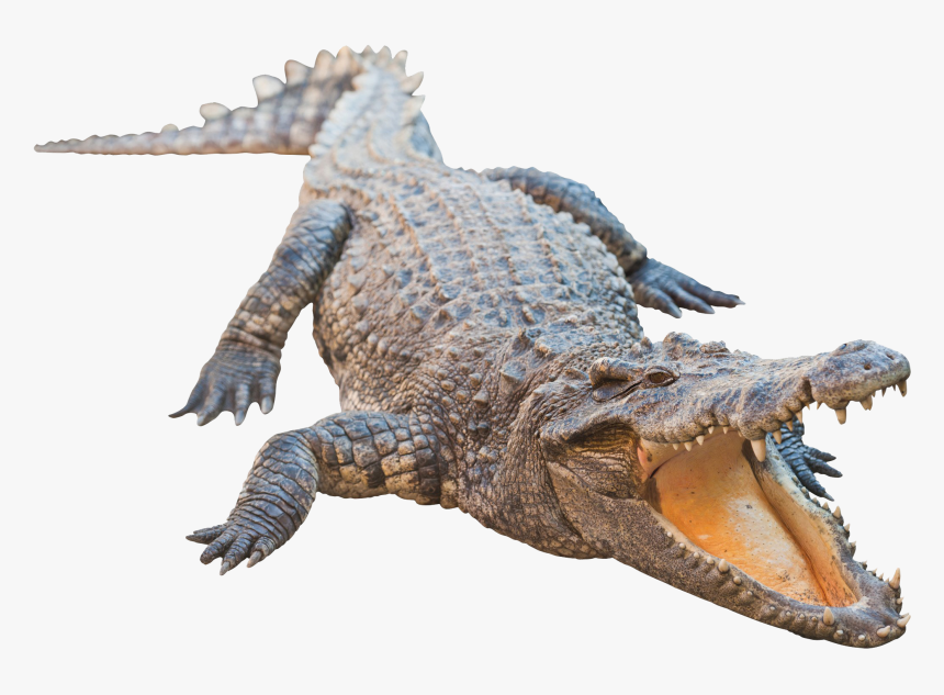 Detail Crocodile Png Nomer 7