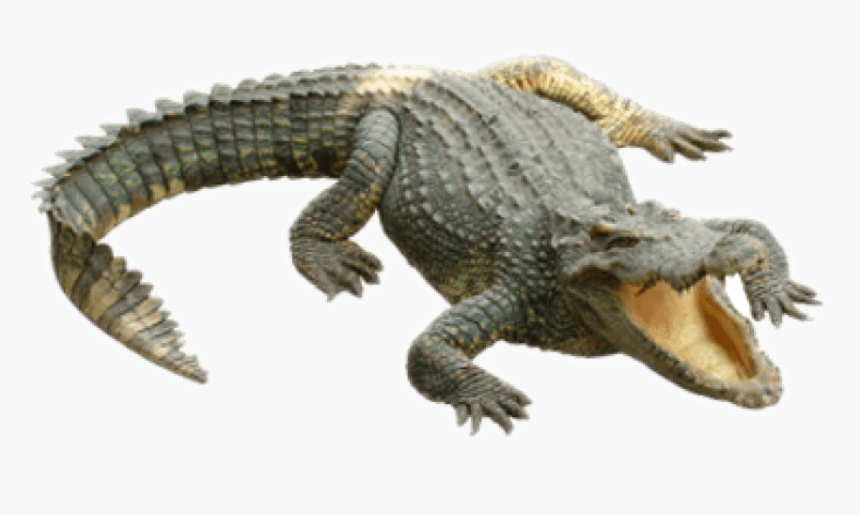 Detail Crocodile Transparent Nomer 11