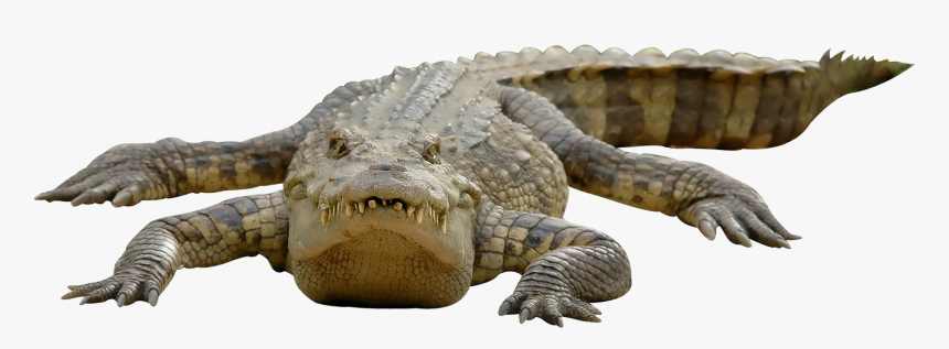 Download Crocodile Transparent Nomer 15