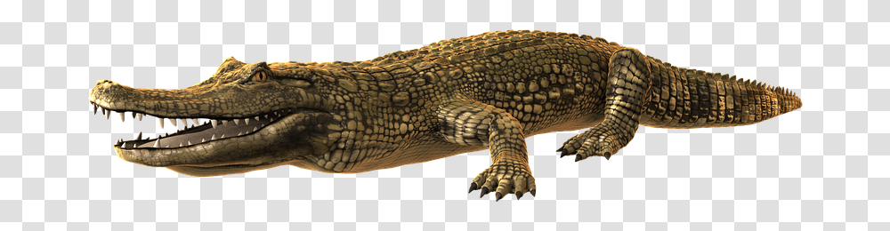 Detail Crocodile Transparent Nomer 16