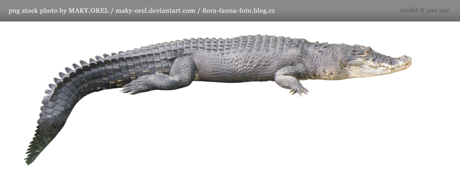 Detail Crocodile Transparent Nomer 31