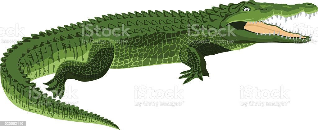 Detail Crocodile Vector Nomer 38