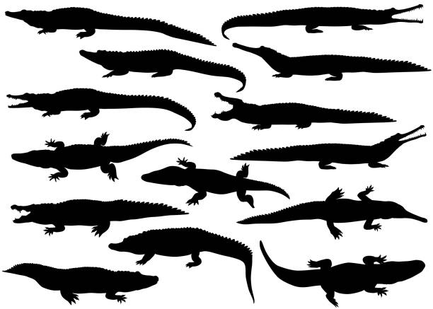 Detail Crocodile Vector Nomer 40