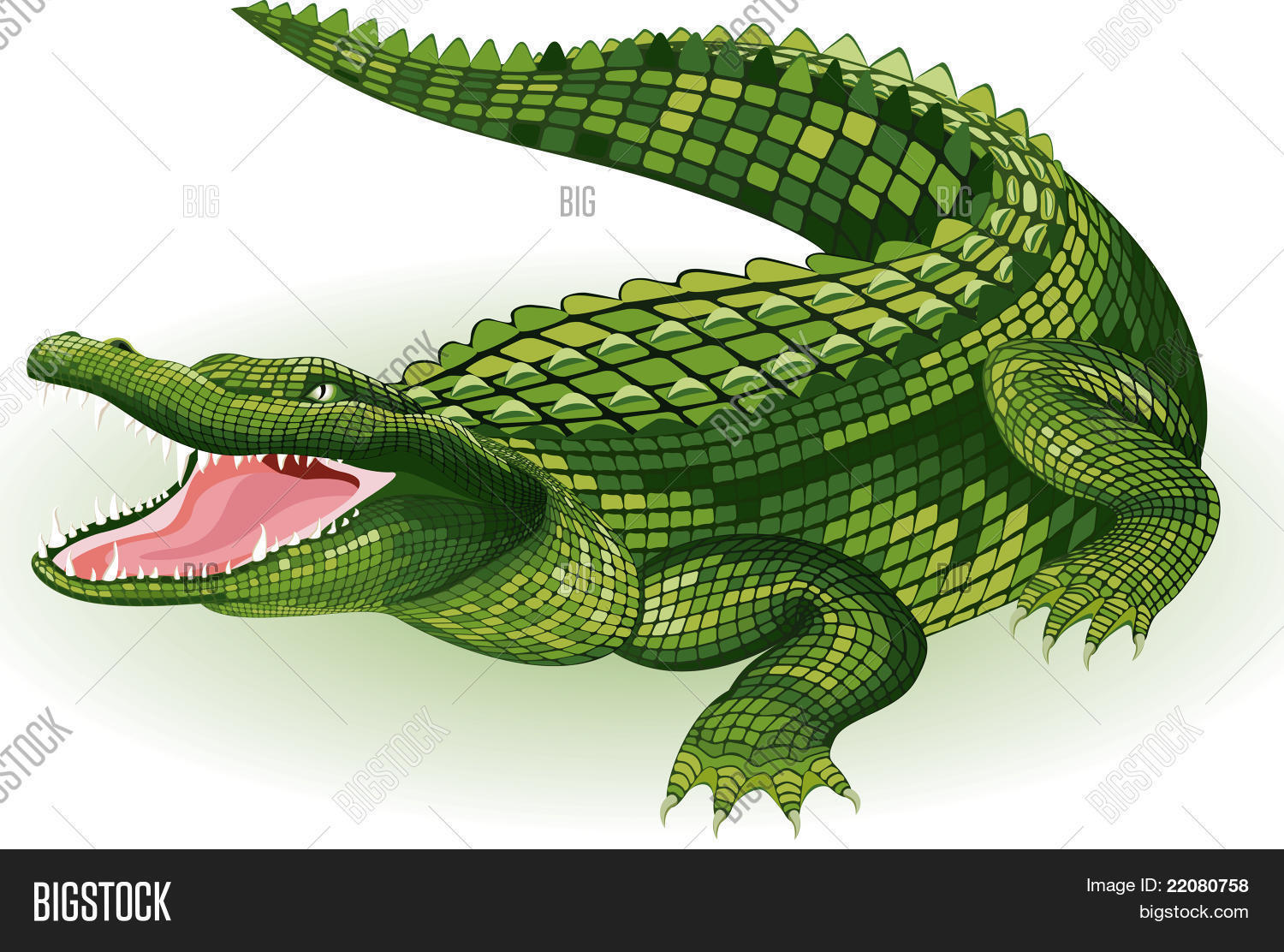 Detail Crocodile Vector Nomer 10