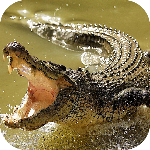 Detail Crocodile Wallpapers Nomer 33