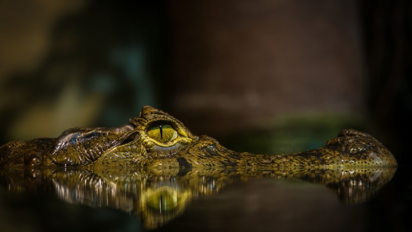 Detail Crocodile Wallpapers Nomer 35