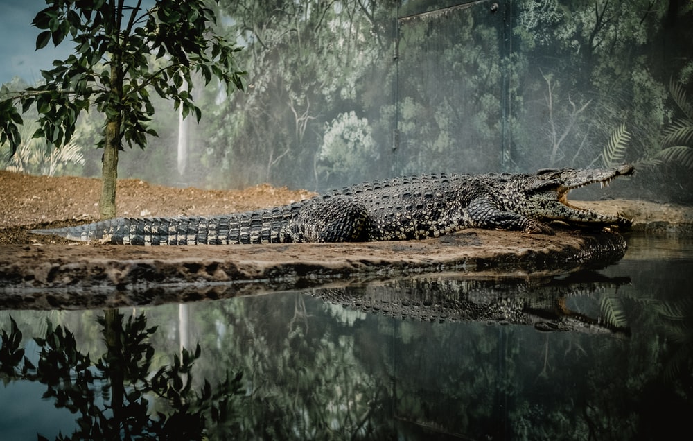 Detail Crocodile Wallpapers Nomer 9