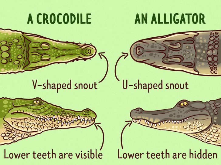 Detail Crocodiles And Alligators Pictures Nomer 22