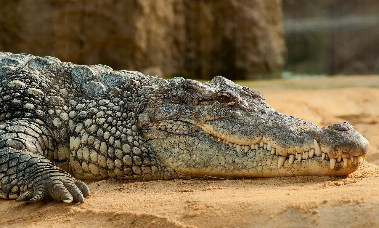 Detail Crocodiles Images Nomer 43