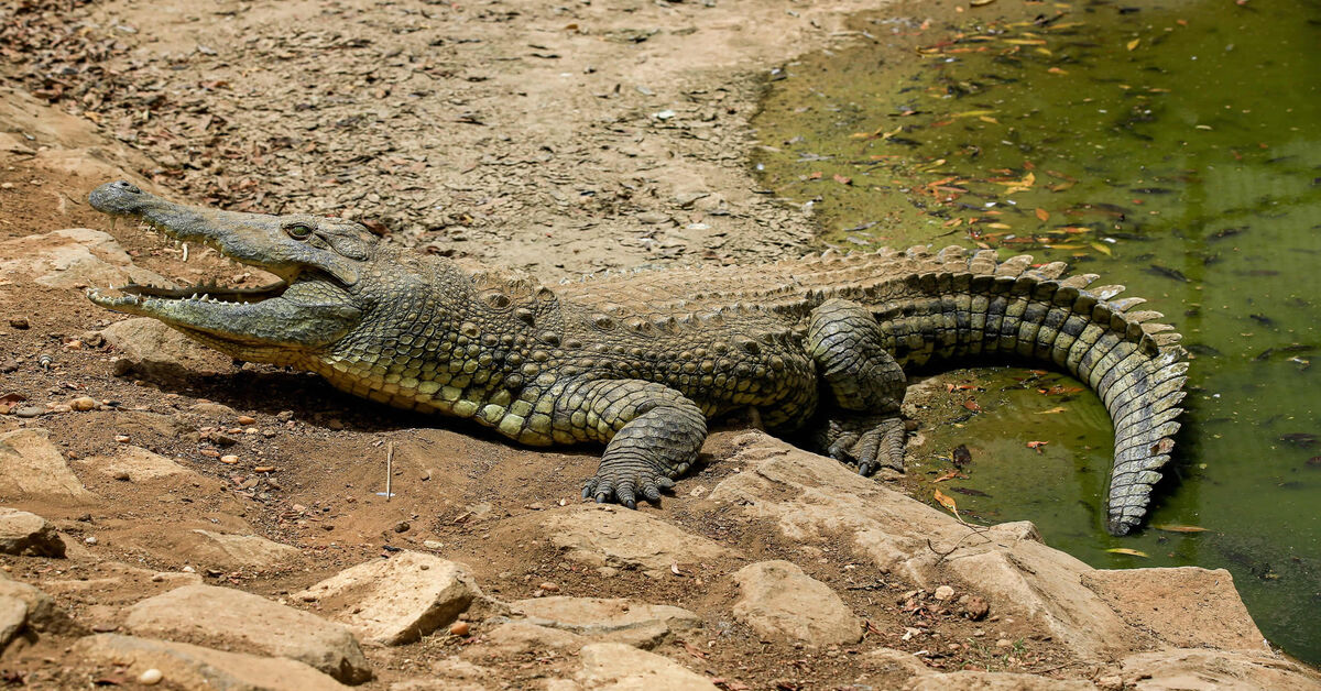 Detail Crocodiles Pics Nomer 39