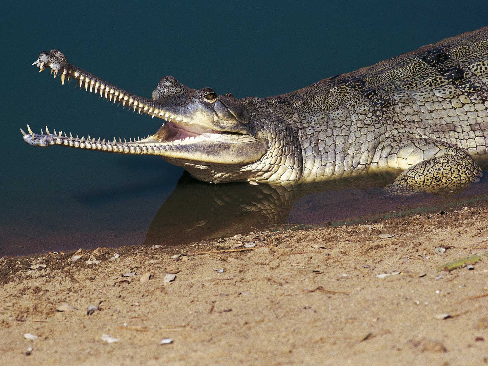 Detail Crocodiles Pics Nomer 54