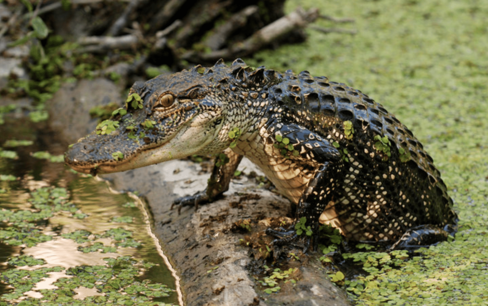 Detail Crocodiles Pics Nomer 57