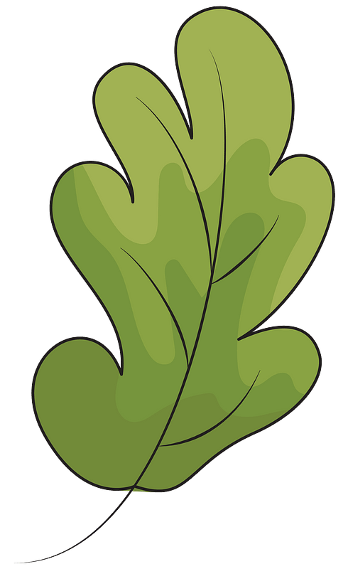 Detail Eichenblatt Bild Nomer 12