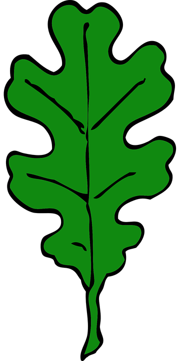 Detail Eichenblatt Bild Nomer 3