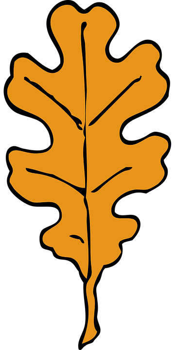 Detail Eichenblatt Bild Nomer 7