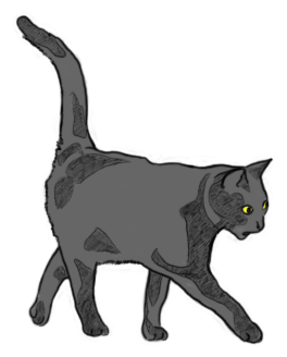 Detail Grau Getigerte Katze Nomer 12