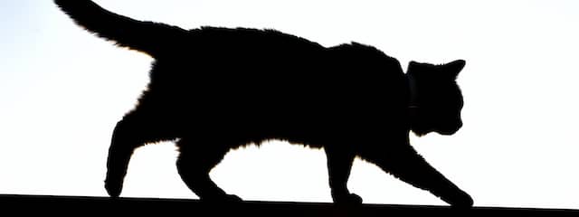 Detail Grau Getigerte Katze Nomer 14