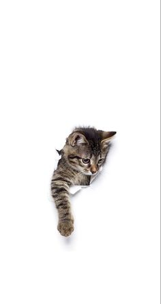 Detail Grau Getigerte Katze Nomer 20