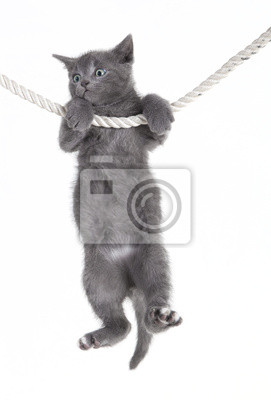 Detail Grau Getigerte Katze Nomer 2