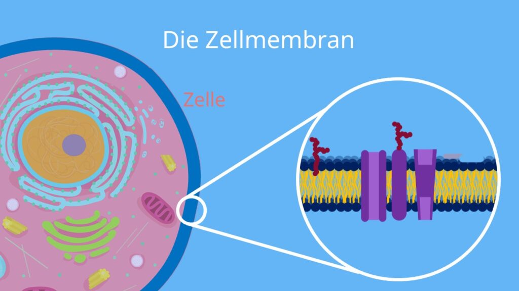 Detail Tierische Zelle Mikroskop Nomer 16