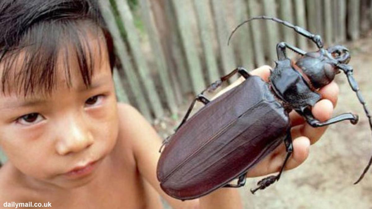 Detail Gambar Pertahanan Kumbang Nomer 11