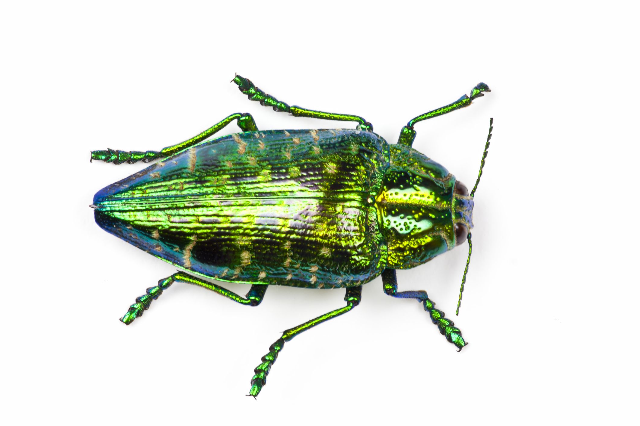 Detail Gambar Pertahanan Kumbang Nomer 14