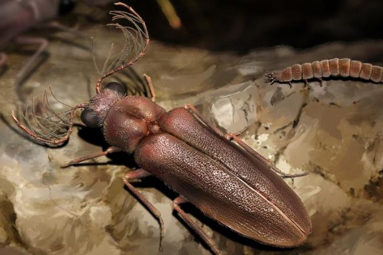 Detail Gambar Pertahanan Kumbang Nomer 23