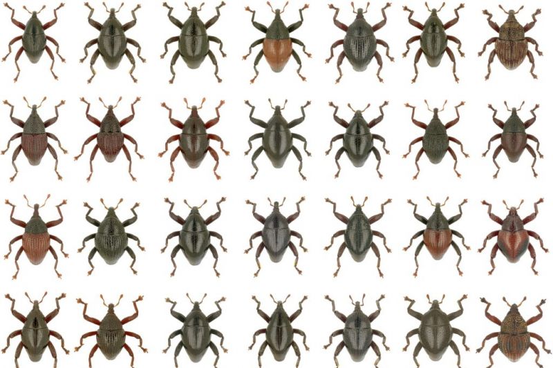Detail Gambar Pertahanan Kumbang Nomer 24