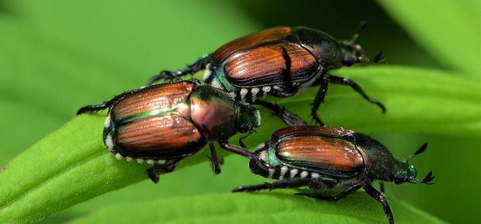 Detail Gambar Pertahanan Kumbang Nomer 26