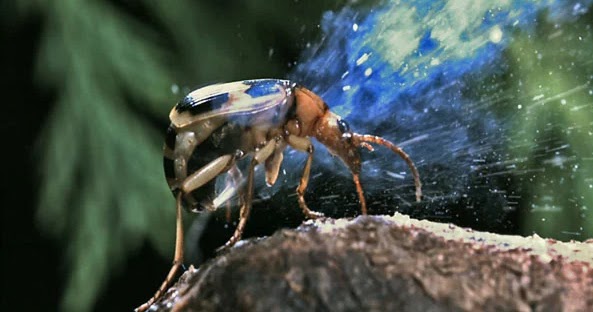 Detail Gambar Pertahanan Kumbang Nomer 4