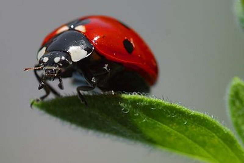 Detail Gambar Pertahanan Kumbang Nomer 43